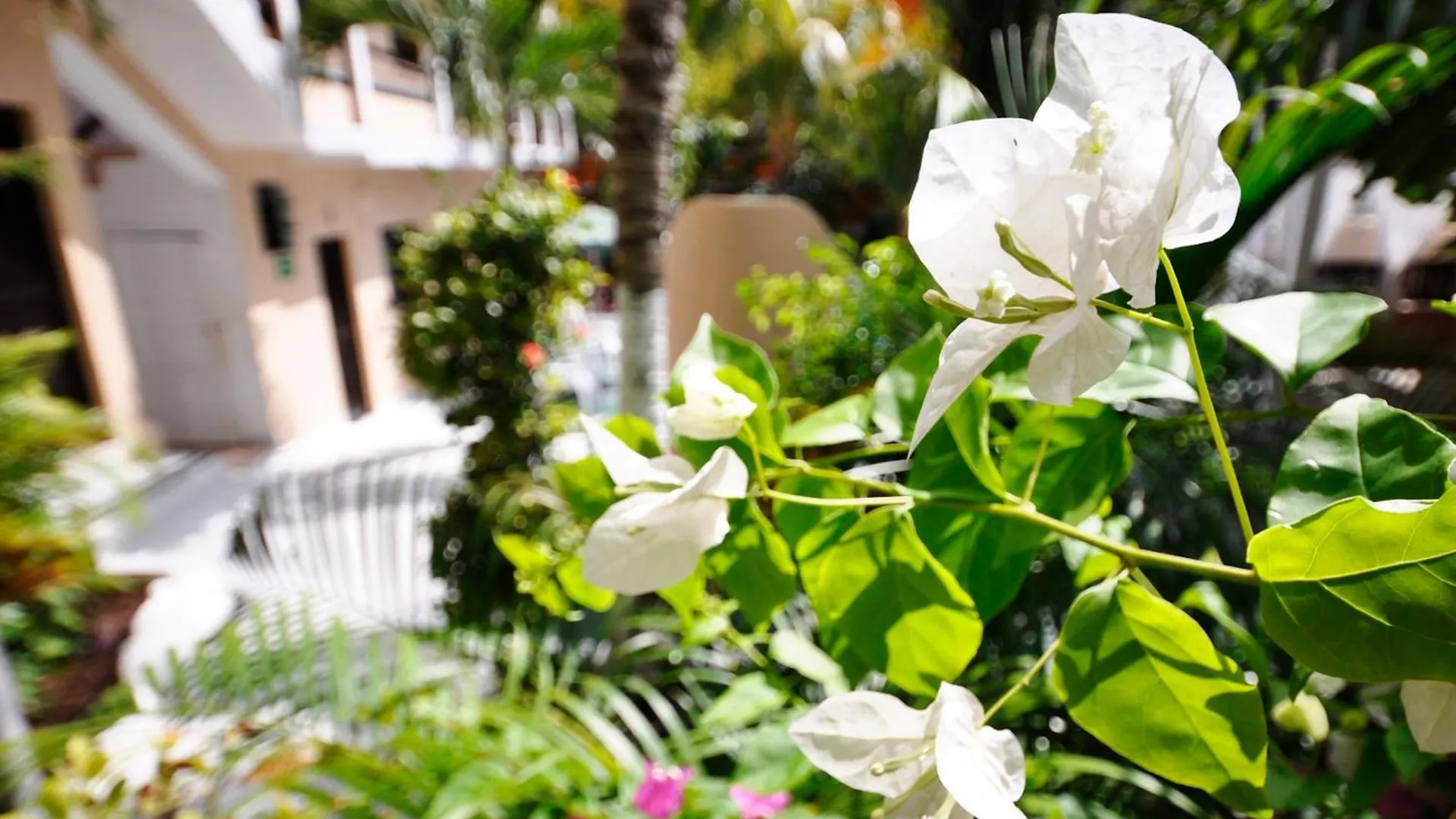 ***  Hotel Beach Energy 5Th Av Playa del Carmen Mexique